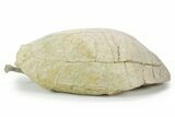 Inflated Fossil Tortoise (Testudo) w/ Limb Bone - South Dakota #355982-7